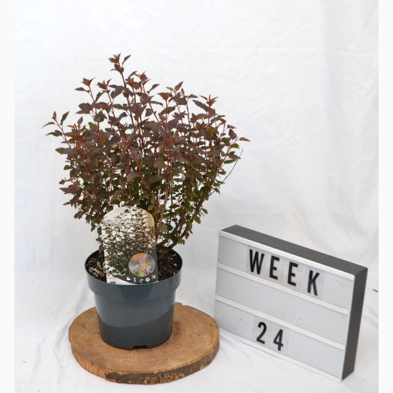 Smällspirea – Physocarpus opulifolius 'Little Joker' - C3 20-40 CM